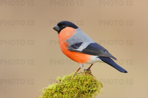 Eurasian bullfinch (Pyrrhula pyrrhula), male, sitting on a branch overgrown with moss, Wildlife,