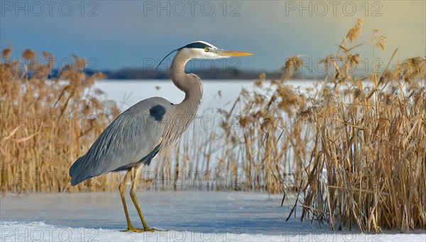 KI generated, animal, animals, bird, birds, biotope, habitat, one, individual, water, reed, winter,