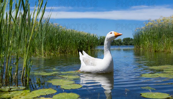 Ai generated, animal, animals, bird, birds, biotope, habitat, an, individual, swims, waters, reeds,