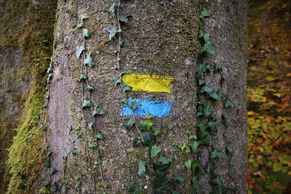 A yellow and blue hiking marker on a beech trunk overgrown with ivy in an autumn forest,