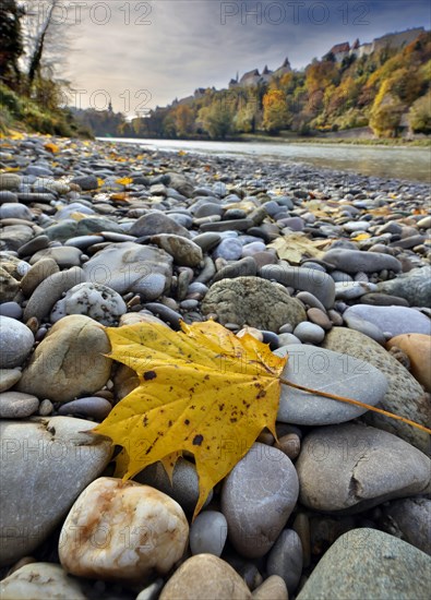 Yellow maple leaves lie on grey stones on the banks of a river in autumn, in the background a