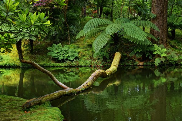 Tree trunk reflected in a still body of water surrounded by greenery, Terra Nostra Park, Furnas,