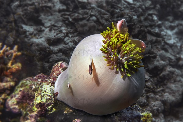 Pink anemonefish (Amphiprion perideraion) in magnificent sea anemone (Heteractis magnifica),