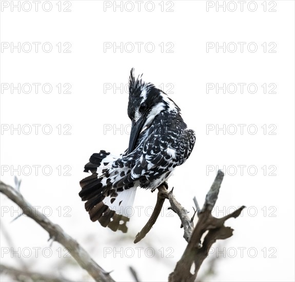 Pied kingfisher (Ceryle rudis) sitting on a branch, grooming its feathers, Kruger National Park,