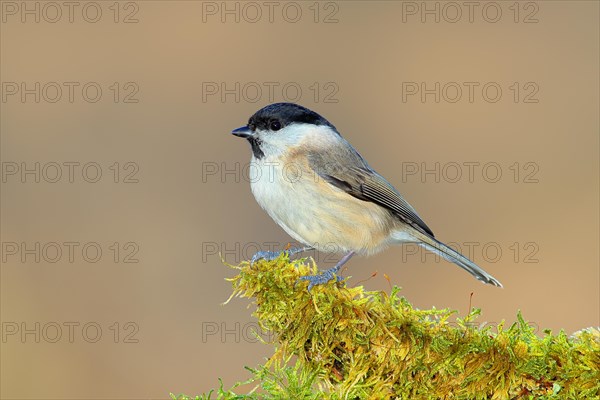 Marsh tit (Parus palustris) sitting on a branch covered with moss, Wildlife, Animals, Birds,