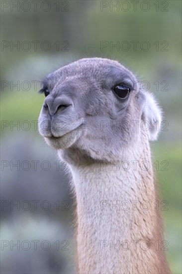 Guanaco (Llama guanicoe), Huanaco, adult, animal portrait, Torres del Paine National Park,