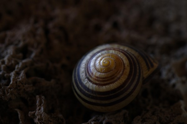 Small snail shell in shades of yellow and brown lies on a colour-matching background of tuff,