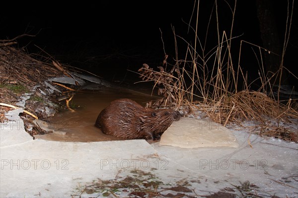 European beaver (Castor fiber) opens frozen access in winter at the beaver lodge, Thuringia,