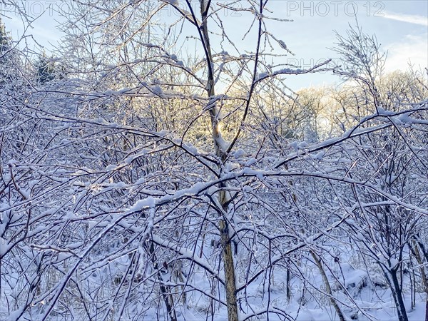 Young birch tree with ice-covered branches, black ice, Liederbach, Dillendorf,
