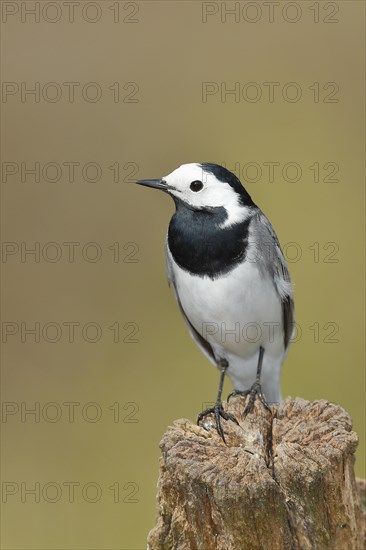White wagtail (Motacilla alba), sitting on a tree stump, Wilnsdorf, North Rhine-Westphalia,