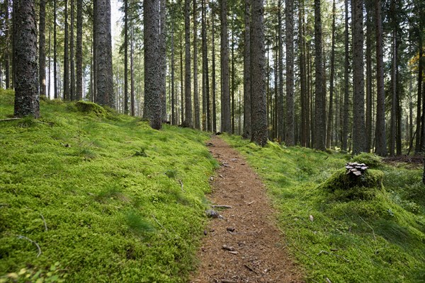 Spruce forest with moss and hiking trail, near Hinterzarten, Black Forest, Baden-Wuerttemberg,