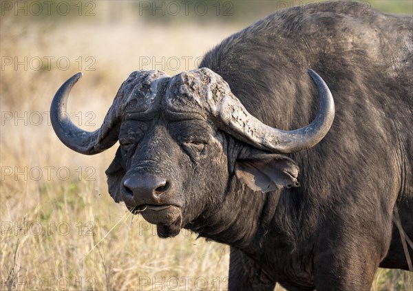 African buffalo (Syncerus caffer caffer) with grass in mouth, bull in African savannah, animal