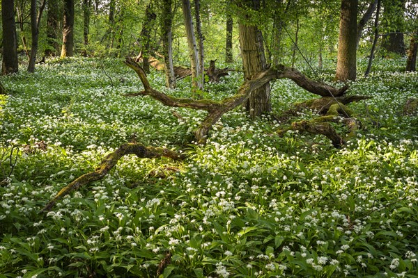 A sunny deciduous forest with white flowering ramson (Allium ursinum) in spring. Dead wood lies on