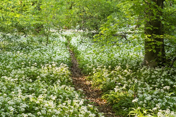 A path leads through a deciduous forest with white flowering ramson (Allium ursinum) in spring in