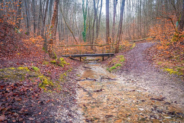 Small old wooden bridge over a stream in the Rautal valley in the forest, Jena, Thuringia, Germany,