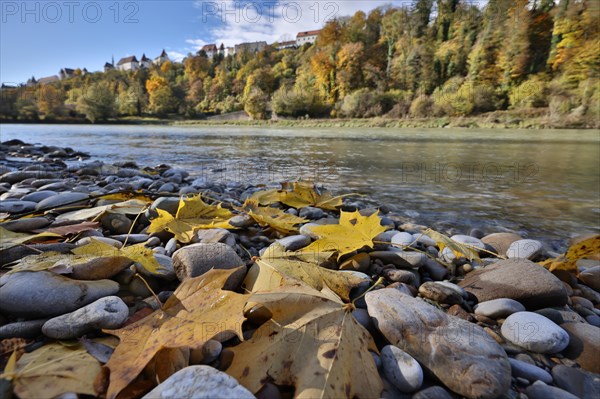 Yellow maple leaves lie on grey stones on the banks of a river in autumn, in the background a