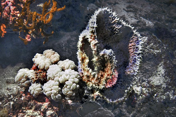 Bubble coral (Plerogyra sinuosa), and barrel sponge (Xestospongia testudinaria), Wakatobi Dive