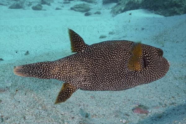 Guineafowl puffer (Arothron meleagris), Sodwana Bay National Park dive site, Maputaland Marine