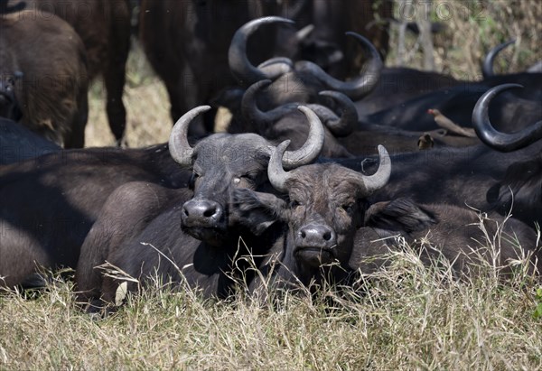Herd of african buffalo (Syncerus caffer caffer) lying in dry grass, African savannah, Kruger