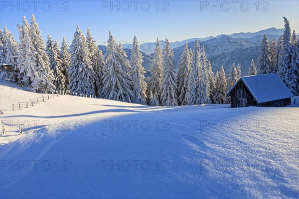 Hut in front of trees in snowy mountain landscape, winter, Hoernle, Ammergau Alps, Upper Bavaria,