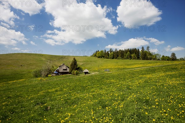 Mountain inn and flower meadow, Hinterwaldkopfhuette, Hinterwaldkopf, Hinterzarten, Black Forest,