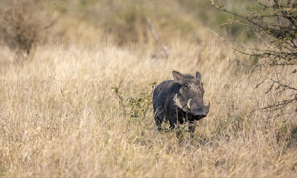 Common warthog (Phacochoerus africanus) in tall dry grass, Kruger National Park, South Africa,