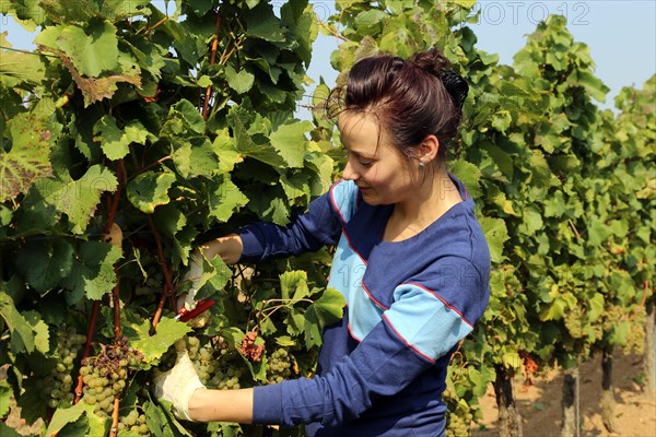 Symbolic image: Young woman hand-picking Chardonnay from the Norbert Gross winery in Meckenheim