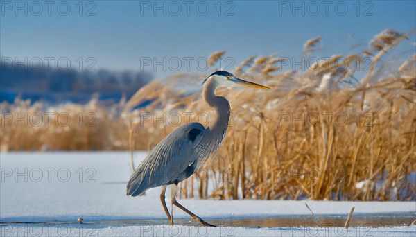 KI generated, animal, animals, bird, birds, biotope, habitat, one, individual, water, reed, winter,
