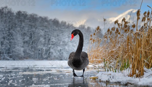 KI generated, animal, animals, bird, birds, biotope, habitat, one, individual, water, reed, blue