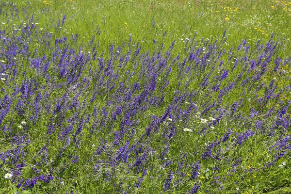 Flower meadow, landscape, wildflowers, meadow clary (Salvia pratensis), purple flowers, summer