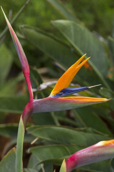 Flowering strelitzias (Strelitzia), Botanical Garden, Erlangen, Middle Franconia, Bavaria, Germany,