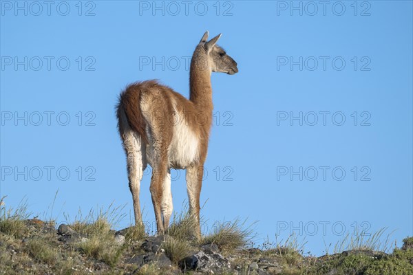 Guanaco (Llama guanicoe), Huanako, adult, in front of blue sky, Torres del Paine National Park,