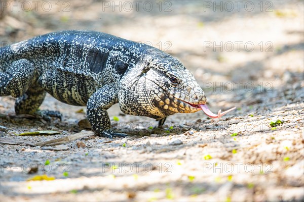 Gold tegu (Tupinambus teguixin) Pantanal Brazil