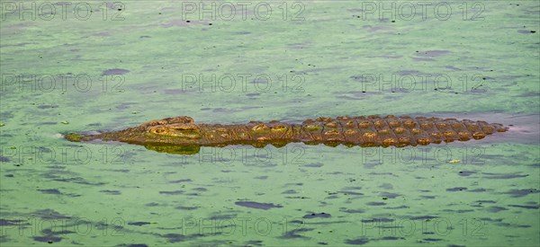 Nile crocodile (Crocodylus niloticus) in water with algae, Kruger National Park, South Africa,