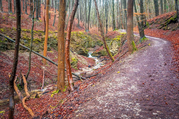 Hiking trail in the forest next to a small stream in the Rautal valley with many leaves on the
