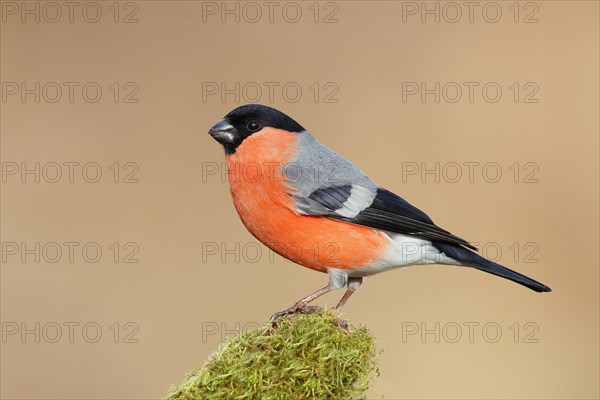 Eurasian bullfinch (Pyrrhula pyrrhula), male, sitting on a branch overgrown with moss, Wildlife,