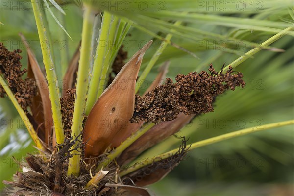 Flower seeds of a european fan palm (Chamaerops humilis), Botanical Garden, Erlangen, Middle