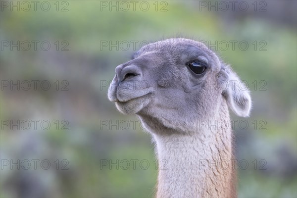 Guanaco (Llama guanicoe), Huanaco, adult, animal portrait, Torres del Paine National Park,