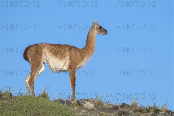 Guanaco (Llama guanicoe), Huanako, adult, in front of blue sky, Torres del Paine National Park,