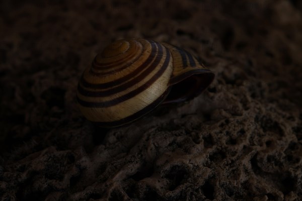 Small snail shell in shades of yellow and brown lies on a colour-matching background of tuff,