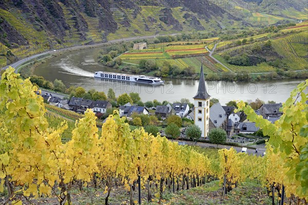 View over the wine village of Bremm am Calmont with the St Laurentius church and the ruins of the