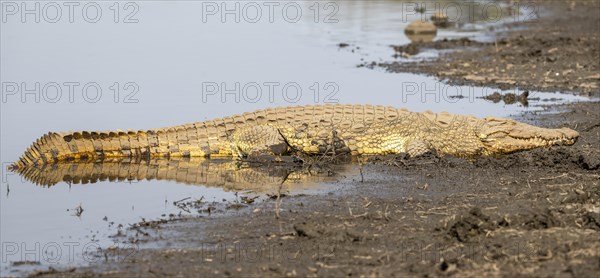 Nile crocodile (Crocodylus niloticus) sleeping on the bank, Sabie River, Kruger National Park,