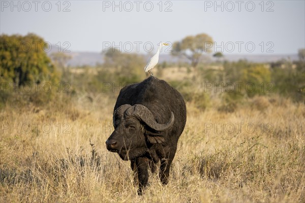 Cattle egret (Bubulcus ibis) sitting on the back of a african buffalo (Syncerus caffer caffer),