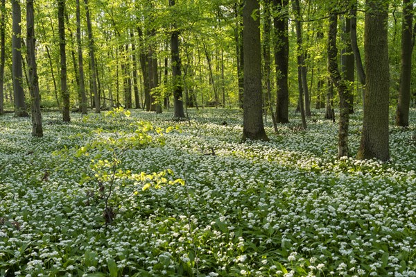 A deciduous forest with white flowering ramson (Allium ursinum) in spring in the evening sun.