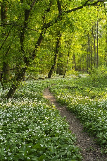 A path leads through a deciduous forest with white flowering ramson (Allium ursinum) in spring in