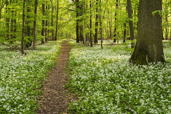 A path leads through a deciduous forest with white flowering ramson (Allium ursinum) in spring in