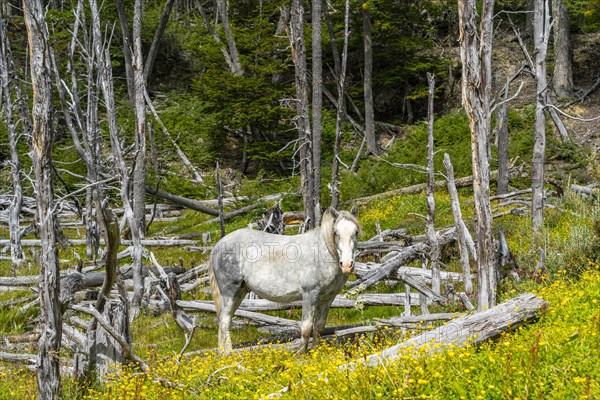 Horse, grey, grazing between buttercups and dead trees, Tierra del Fuego National Park, Tierra del