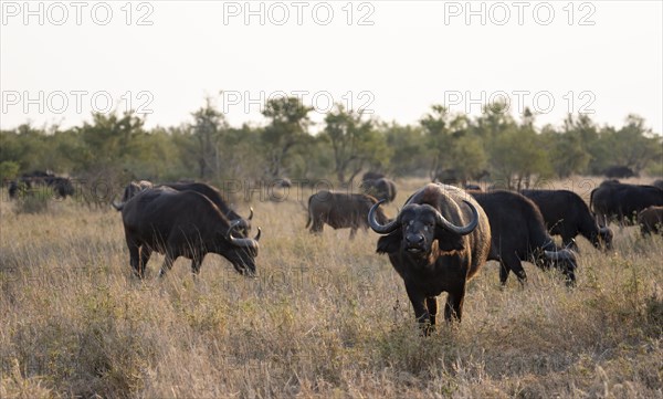 African buffalo (Syncerus caffer caffer), herd in the African savannah, Kruger National Park, South