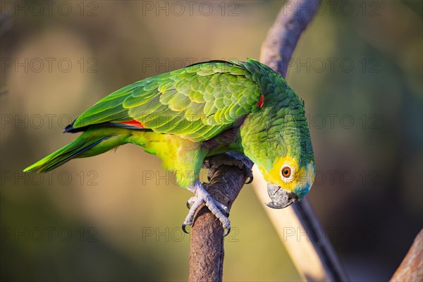 Blue-fronted Amazon (Amazona aestiva (Pantanal Brazil