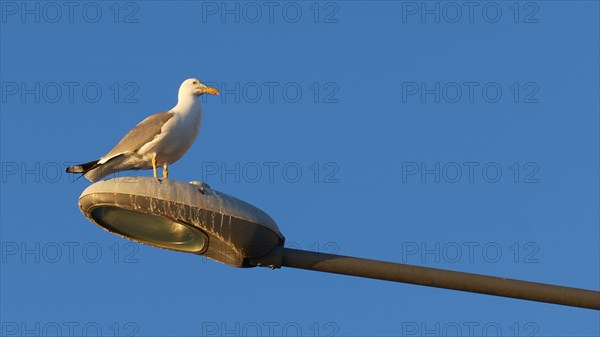 A resting seagull on a street lamp against the clear blue sky during the golden hour, Gythio, Mani,